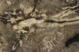 Polished Petrified Wood (Dicot) Round - Texas #289414-1